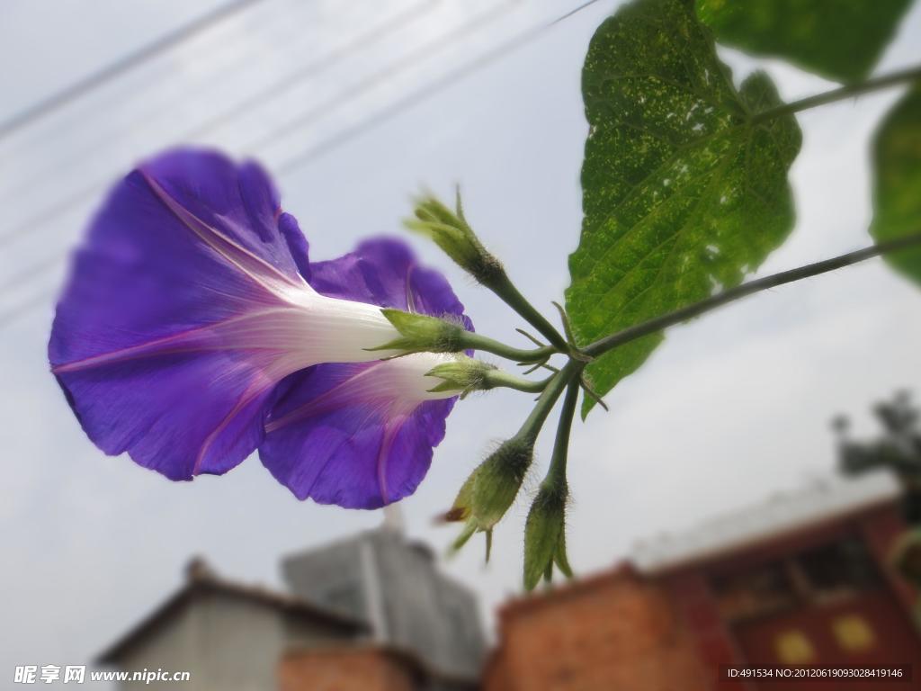 牵牛花