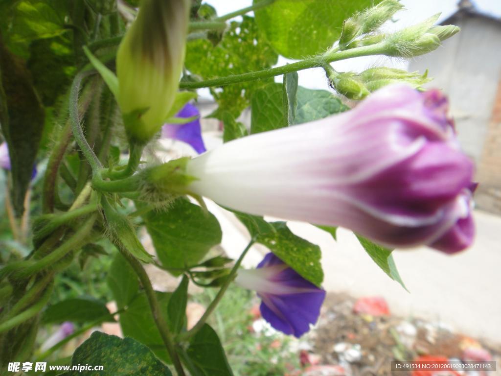 牵牛花