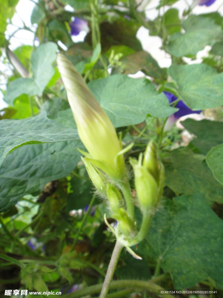 牵牛花