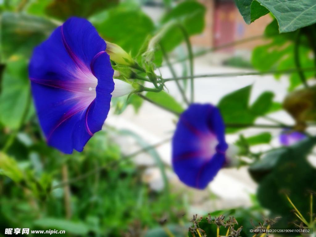 牵牛花
