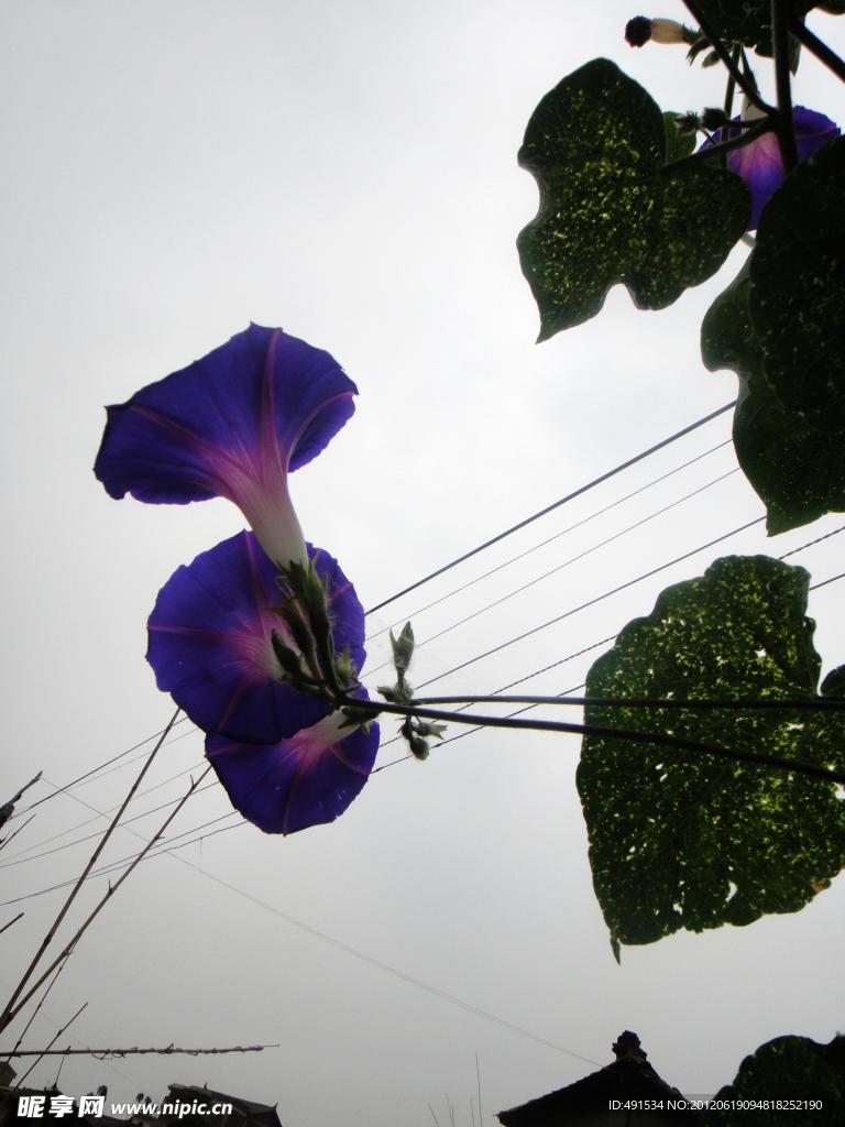 牵牛花