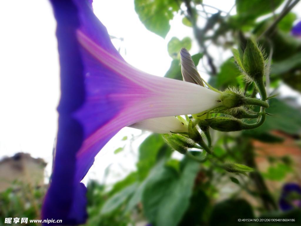 牵牛花