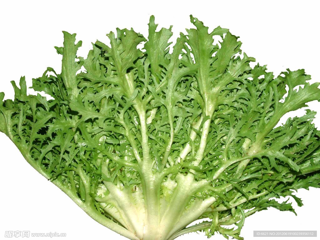 苦苣菜