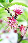 桃花花蕊