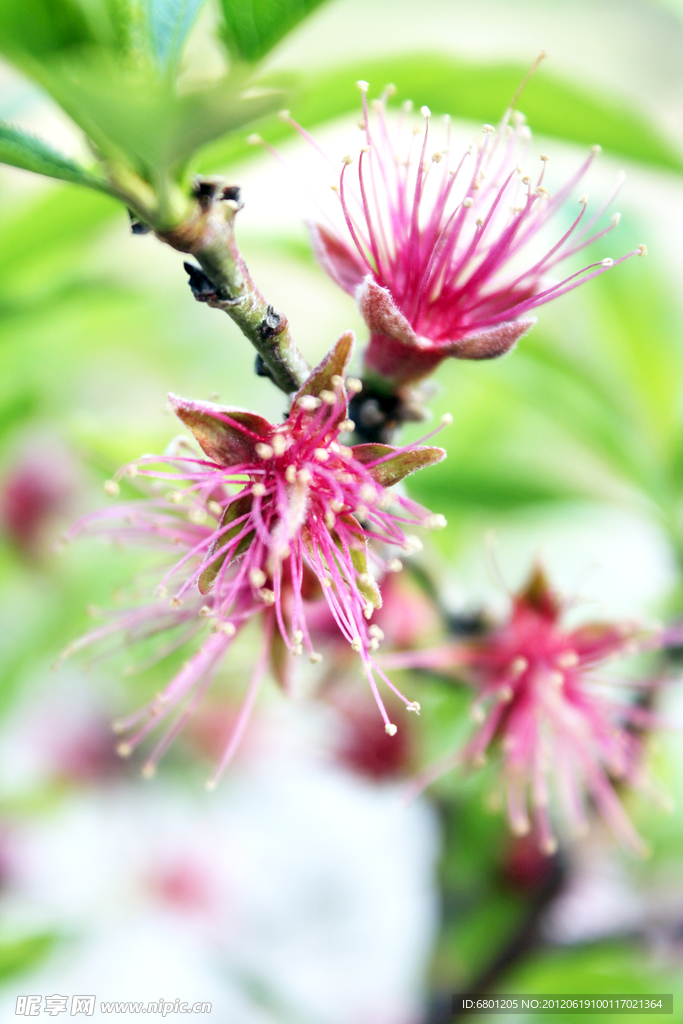 桃花花蕊
