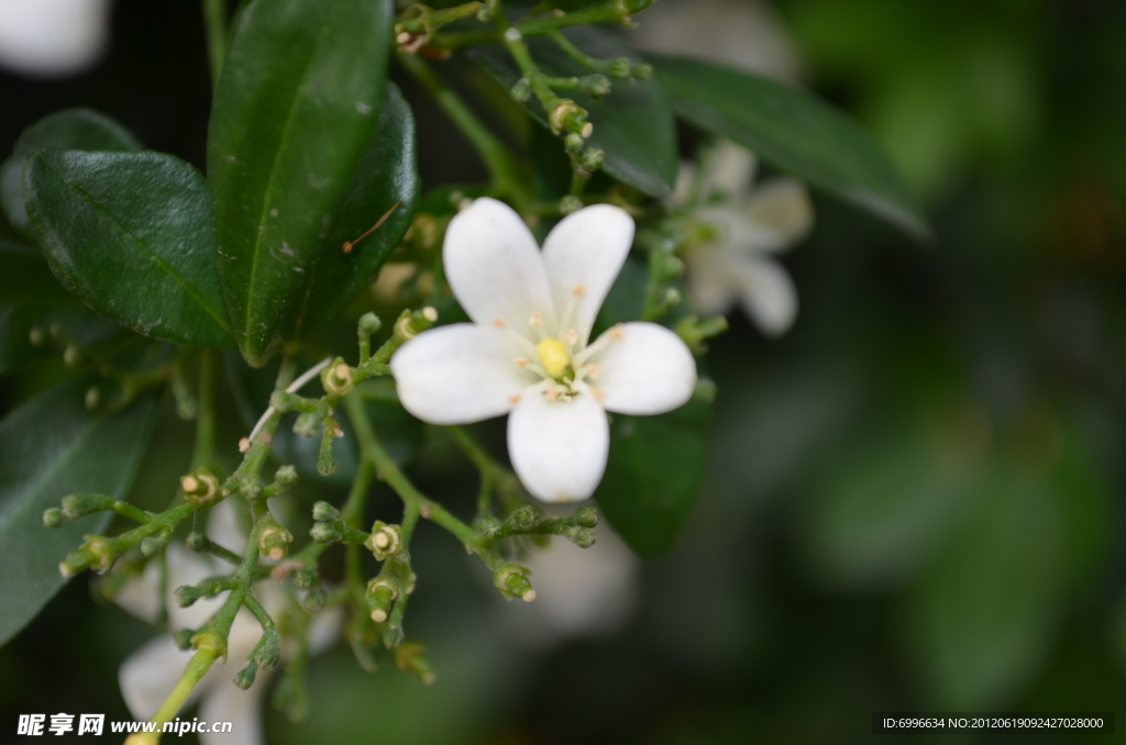小白花