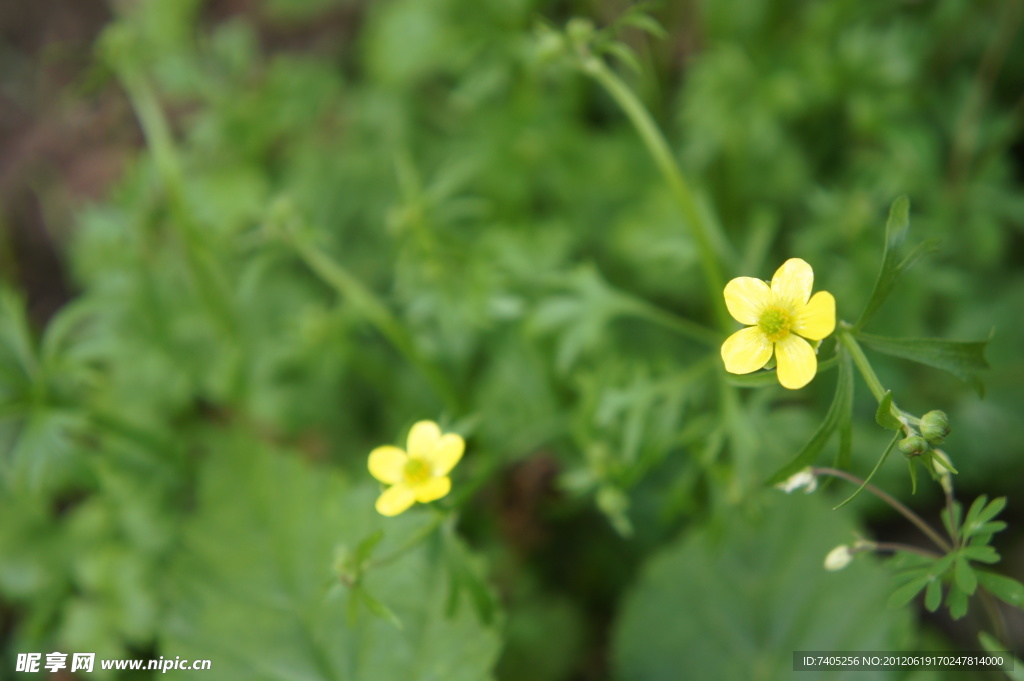 小黄花