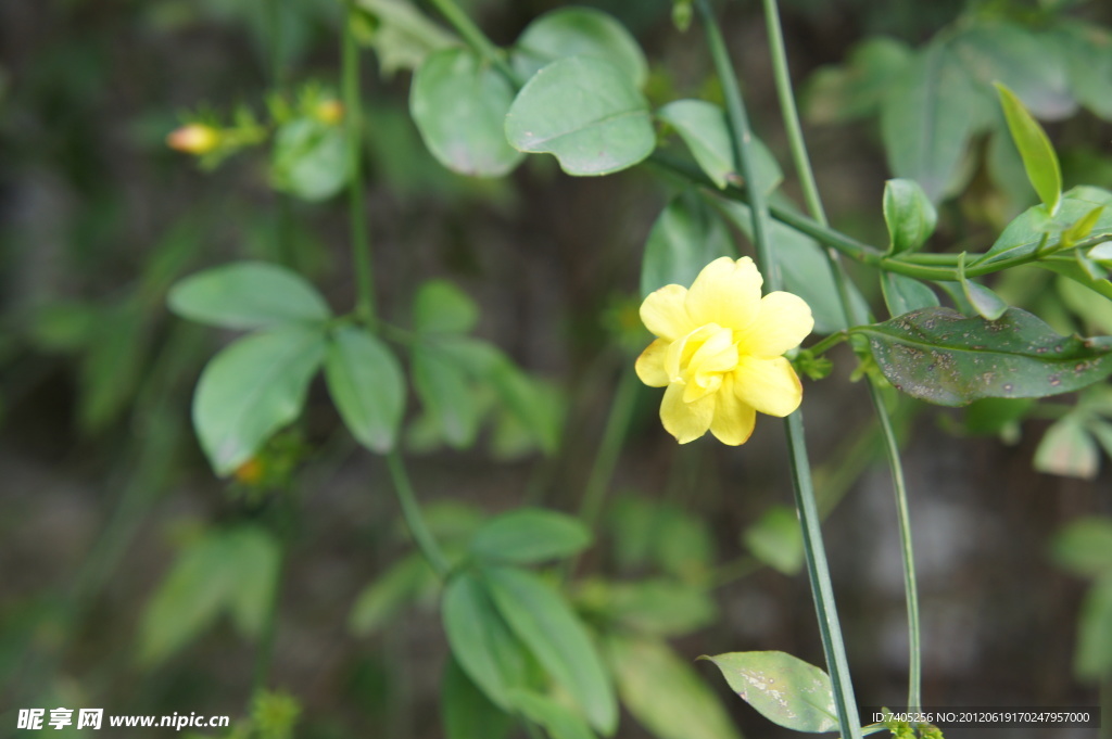 迎春花