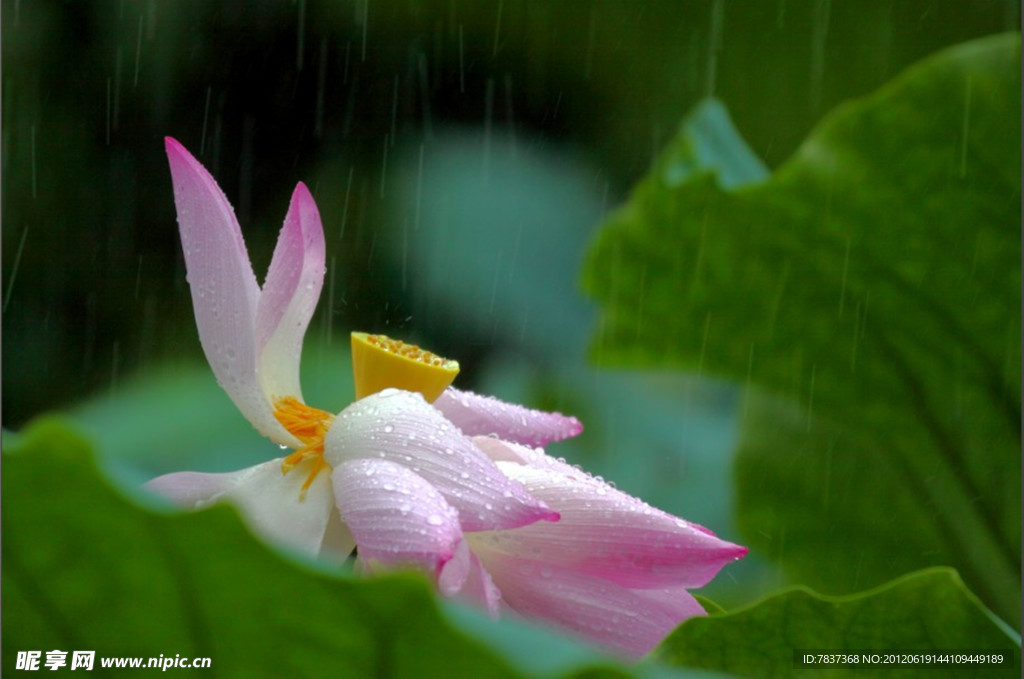 荷花