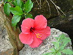 木槿花