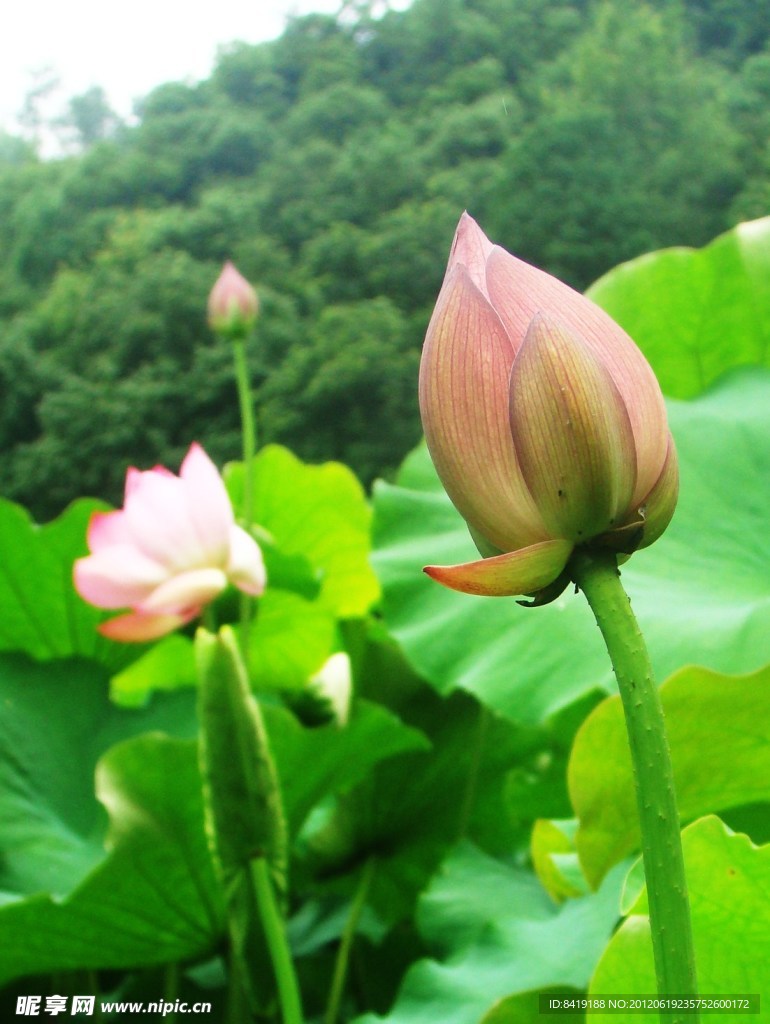 荷花
