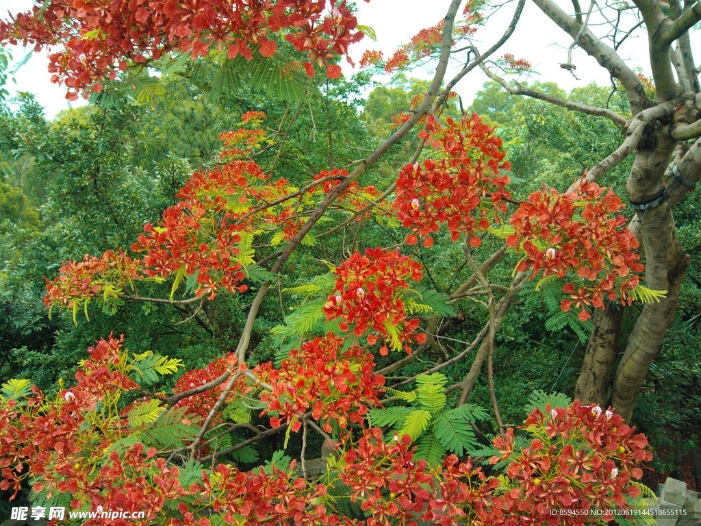 凤凰花