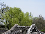 垂柳下的屋檐