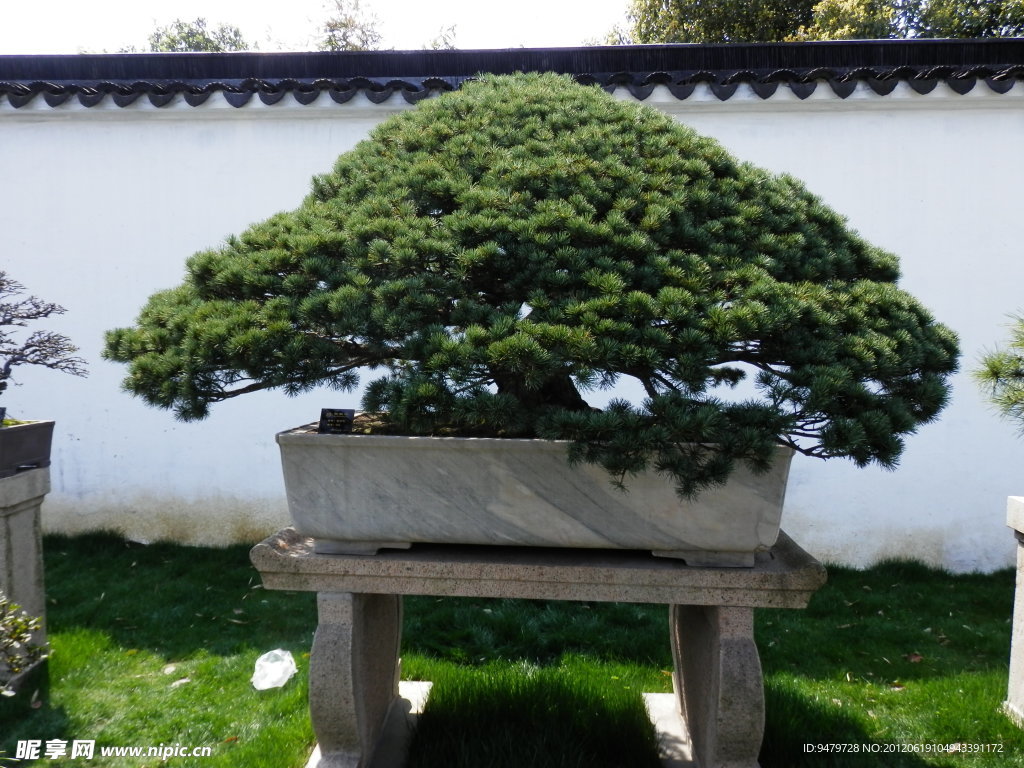 伞状松针