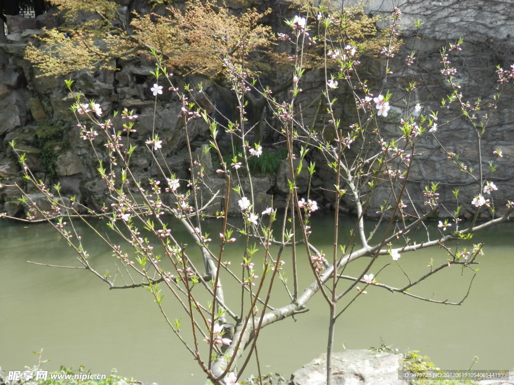 桃花与假山