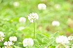 小蜜蜂和花