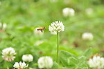 小蜜蜂和花