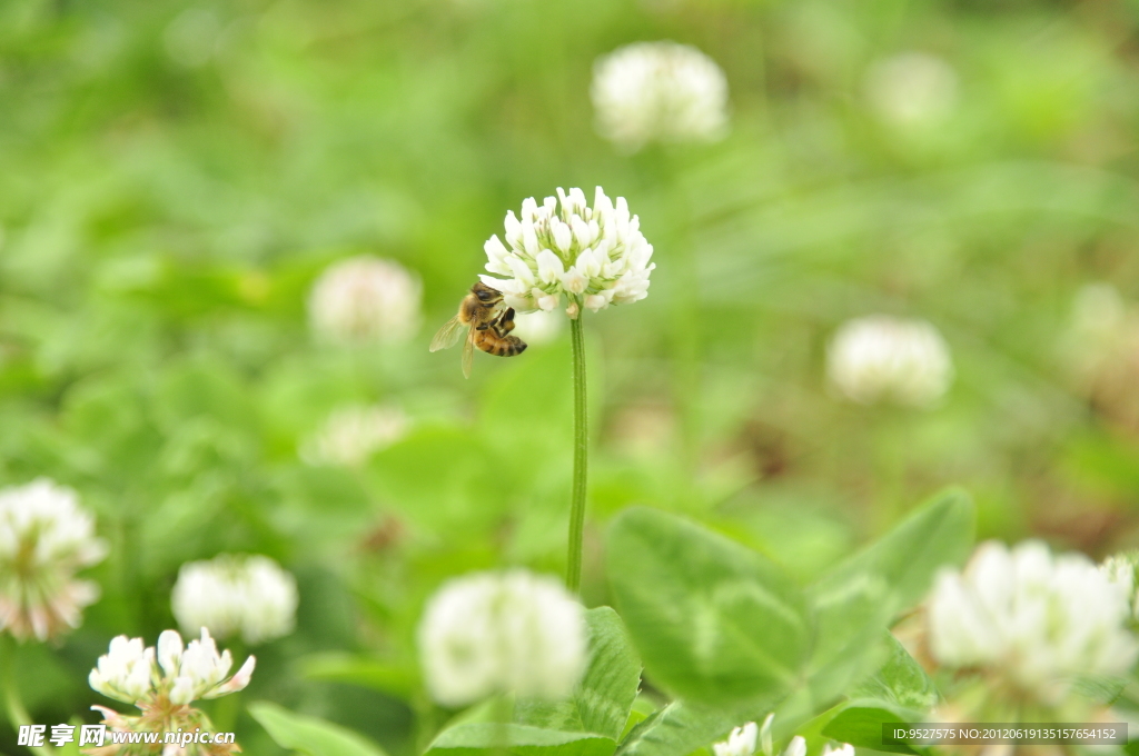 白花