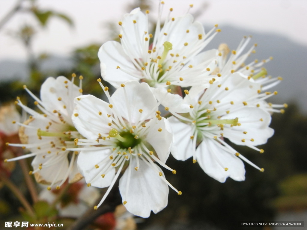 李子花 花 春天