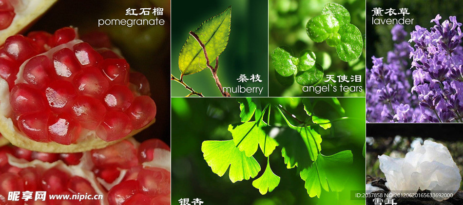 植物系列