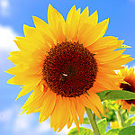 向日葵 葵花 蜜蜂