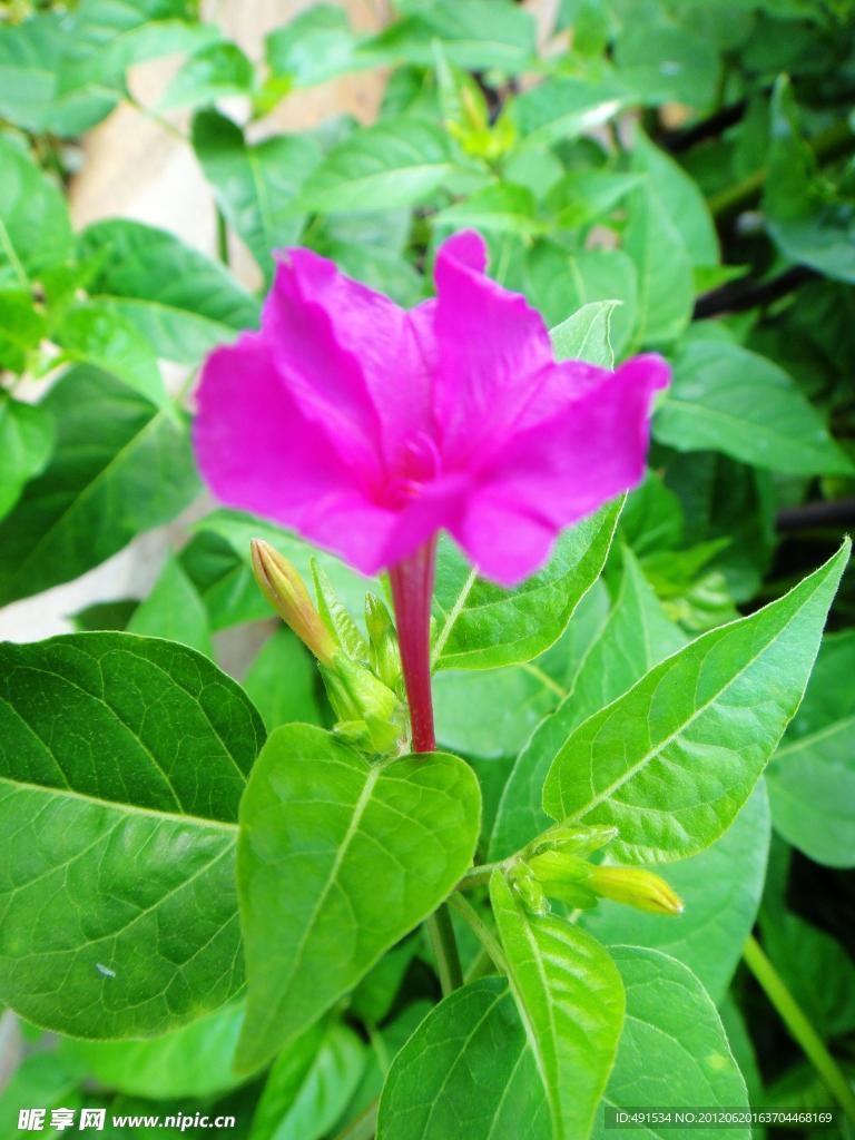 紫茉莉