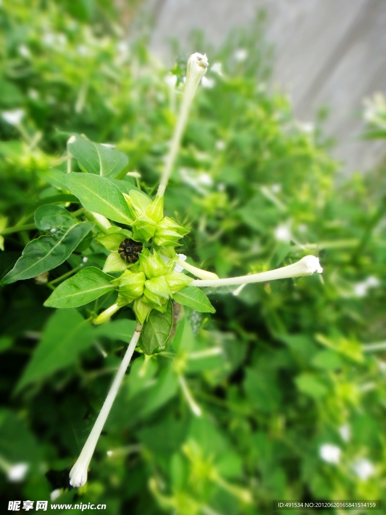 紫茉莉