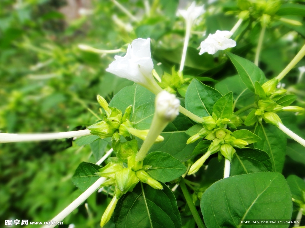 紫茉莉