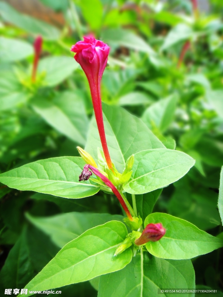 紫茉莉