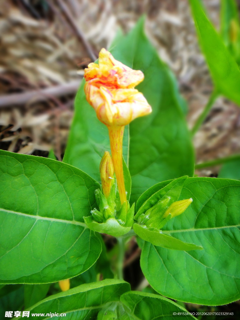 紫茉莉