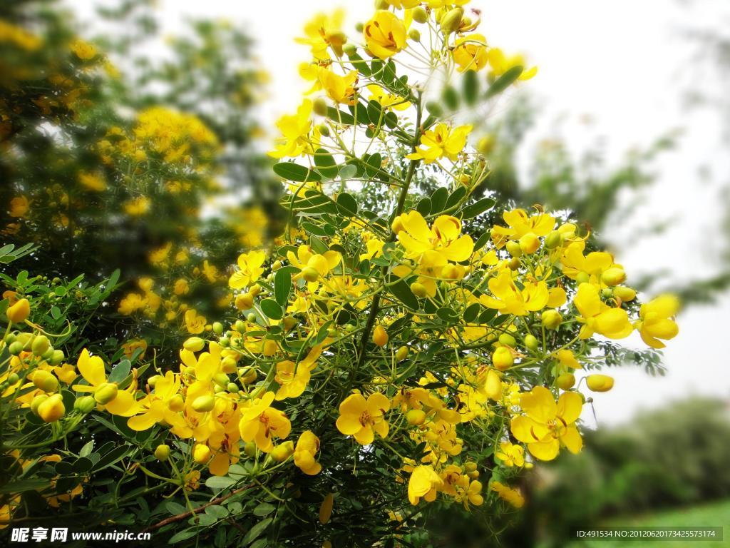 黄槐花