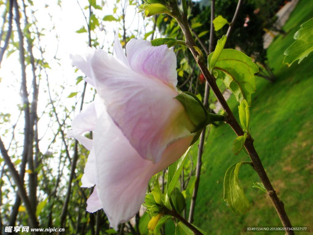 木槿花