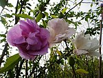 木槿花