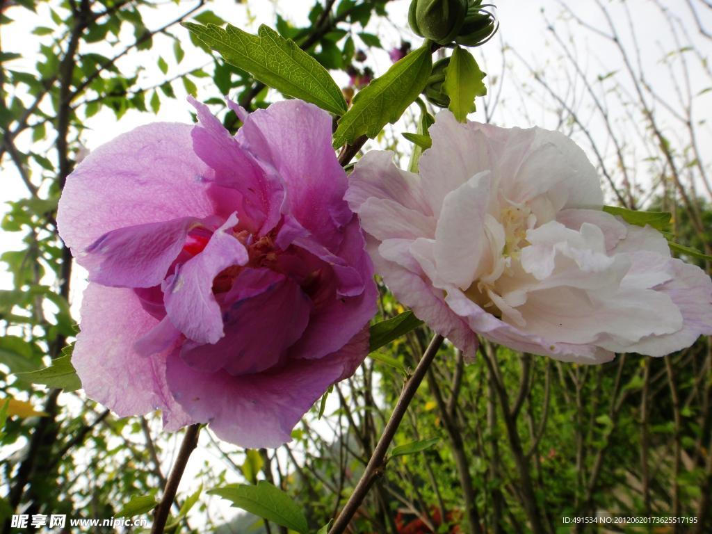 木槿花