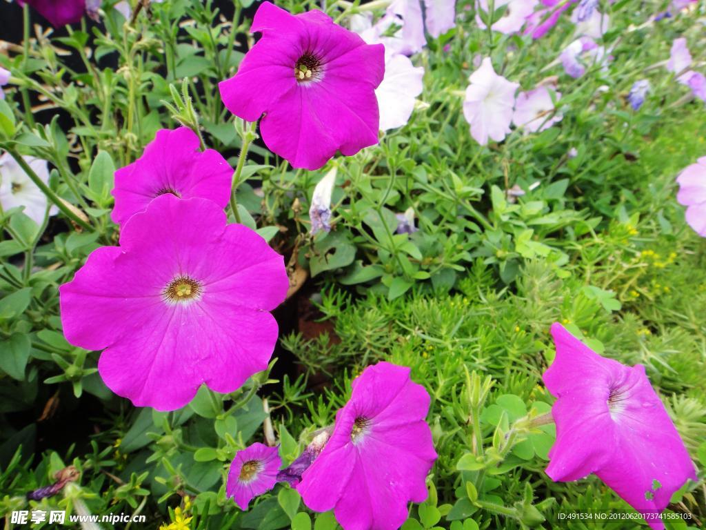 牵牛花