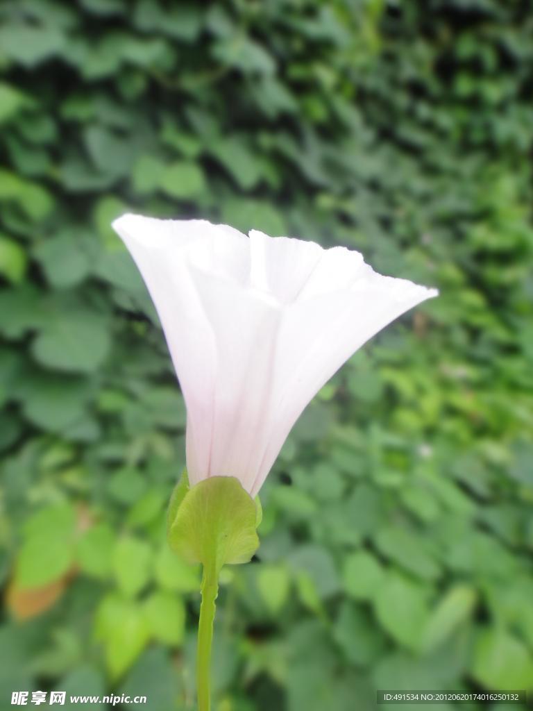 牵牛花