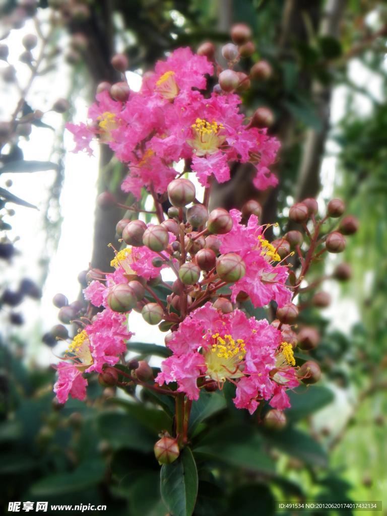 紫薇花