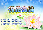 荷花有情