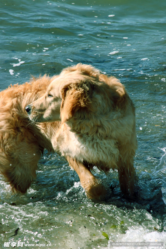 牧羊犬