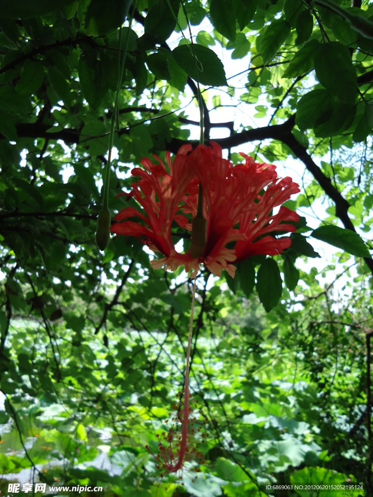 扶桑花