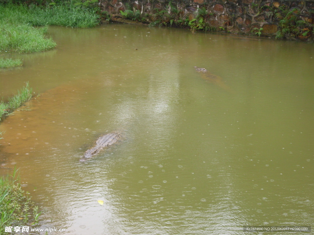 鳄鱼池