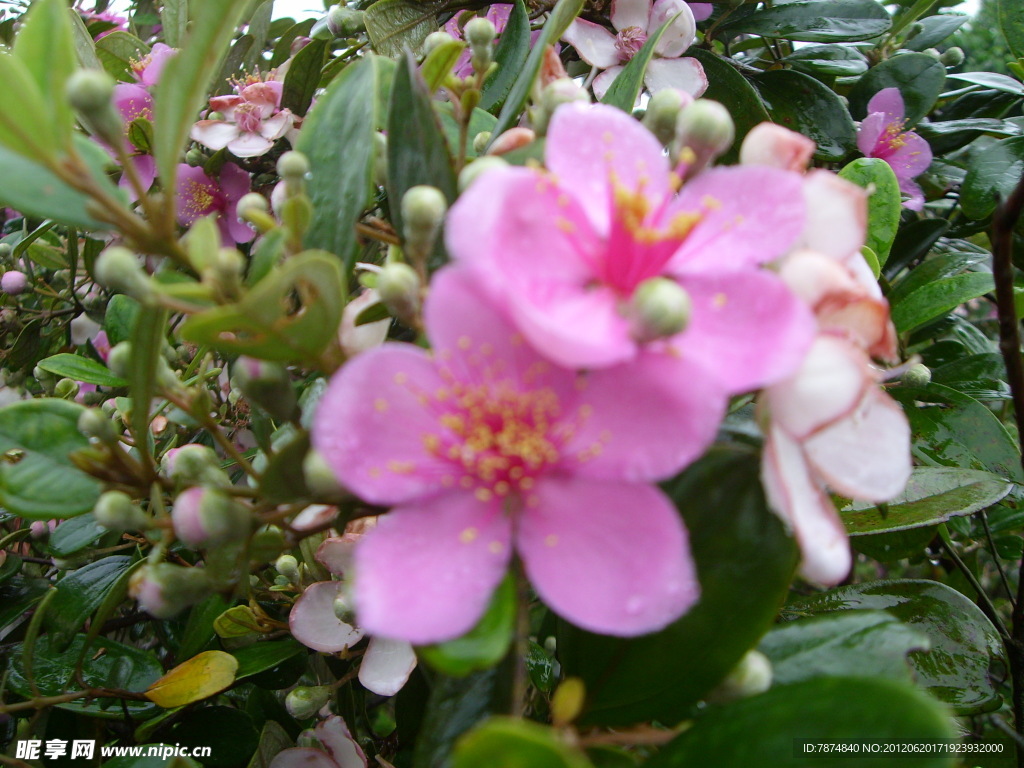 山茶花