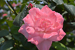 月季花