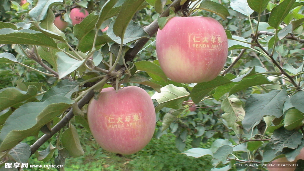 静宁苹果