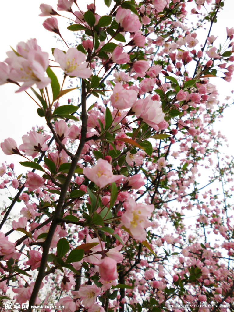 樱花