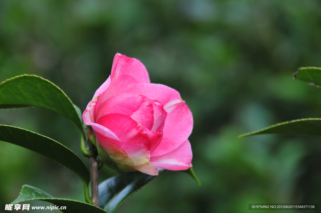 山茶花