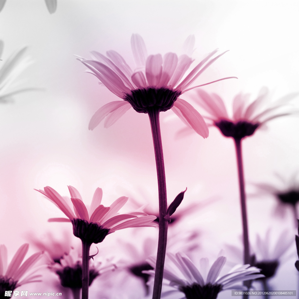 花卉