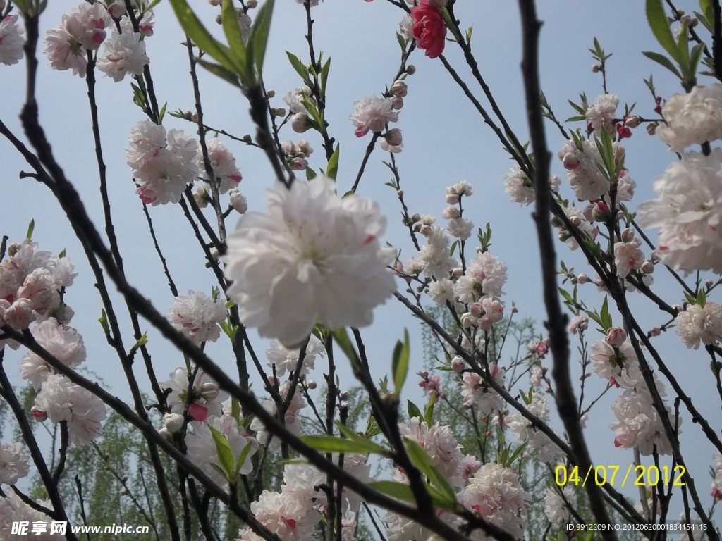 樱花