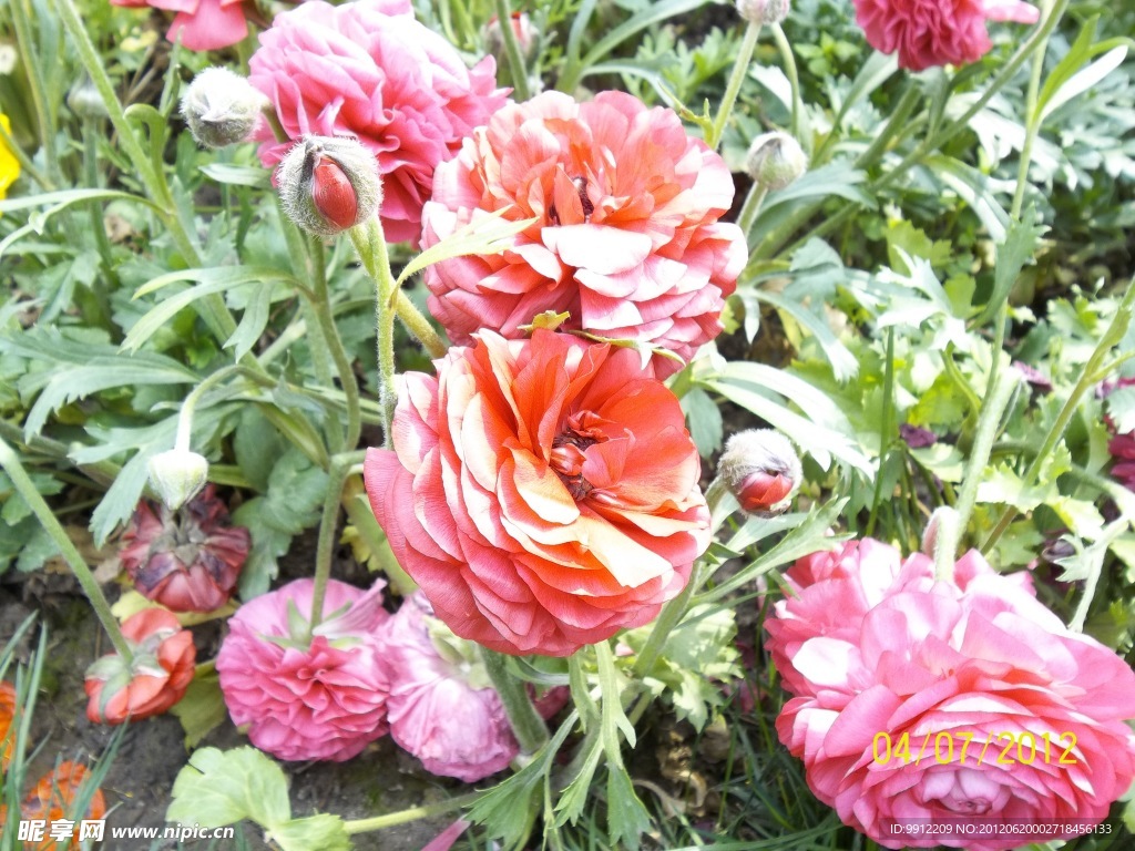 芹叶牡丹