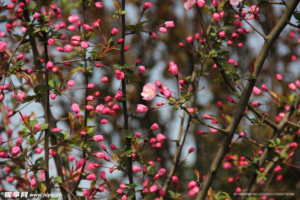 桃花
